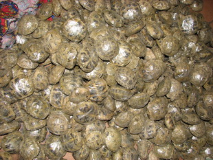 Контрабанда черепах. Источник: http://www.animals.in.ua