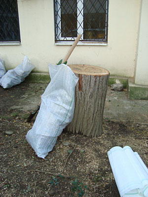Во время вырубки многолетних деревьев и кустарников на улице Островского в Сочи. Фото "Кавказского Узла"
