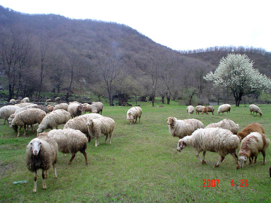 В Карабахе развивается и животноводчество. Стадо баранов в горах Мардакертского района.