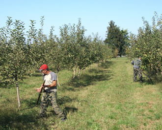 Работы в плодовом саду фермерского хозяйства в Пригородном районе Северной Осетии.Июль 2010 г. Фото "Кавказского узла".