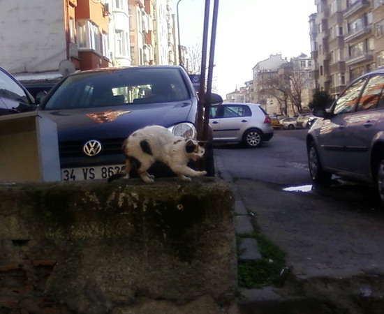 Стамбульские кошки - 4.
