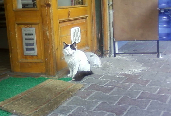 Стамбульские кошки - 5.