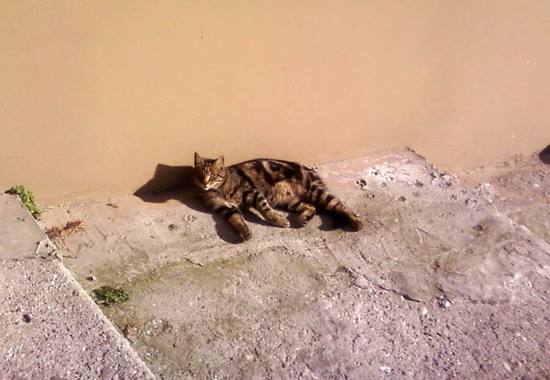 Стамбульские кошки - 6.