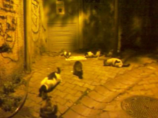 Стамбульские кошки - 8.