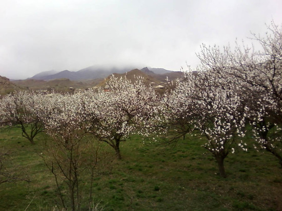 Плодовые деревья уже расцвели. с.Малишка (Армения, Ехеднадзорский район).