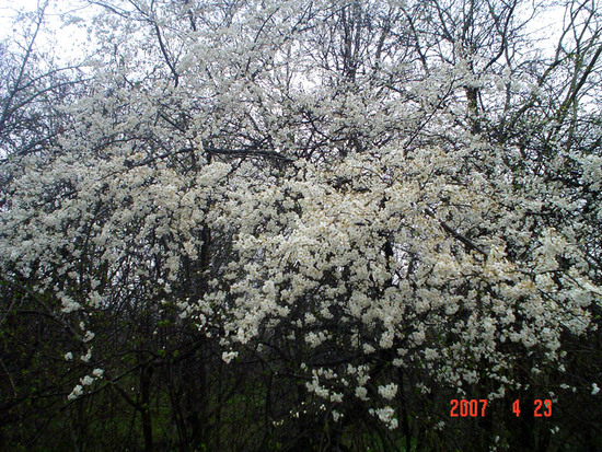 Весна в лесу. Нагорный Карабах.