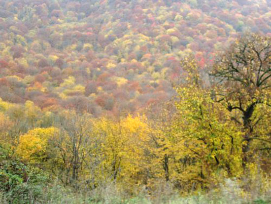 Поздняя осень. Лес в Мардакертском районе. Нагорный Карабах.