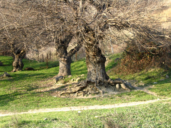 Старые тутовые деревья. Мартунинский район. Нагорный Карабах.