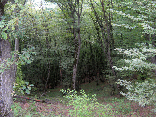 Осенний лес, хотя и в зелени...Гадрутский район. Нагорный Карабах.