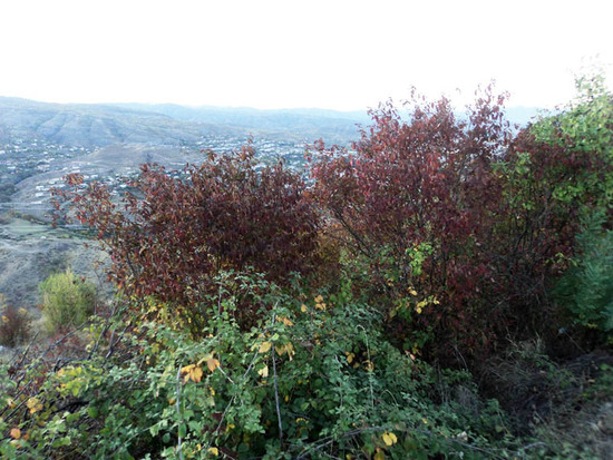 Осень в Карабахе. Листья некоторых деревьев стали уже бардовыми...