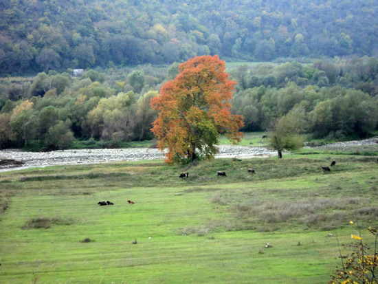 Осень в Карабахе. Рыжая бестия...