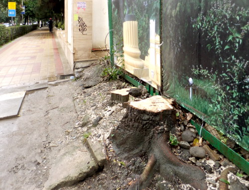 всего было вырублено более 50 деревьев, в том числе растущие за пределами детского центра - на улице Гагарина. Сочи, 11 января 2012 г. Фото Светланы Кравченко для "Кавказского узла"