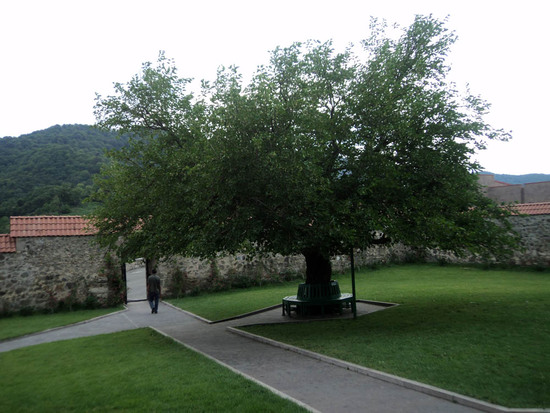 Тутовое дерево во дворе монастыря.