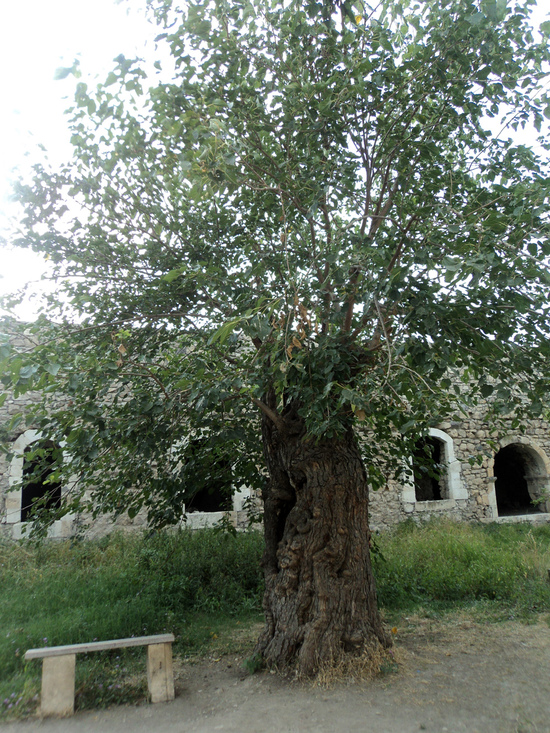 Тутовое дерево во вдоре монастыря. Амарас.