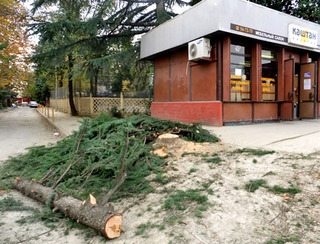 Рабочие срубили кедр. Сочи, 24 ноября 2012 г. Фото Светланы Кравченко для "Кавказского узла"