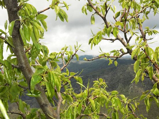 Взгляд на горы сквозь ветви грушевого дерева.