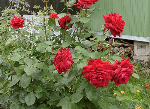 Клумбовые розы. Фото с сайта www.flower-s.narod.ru