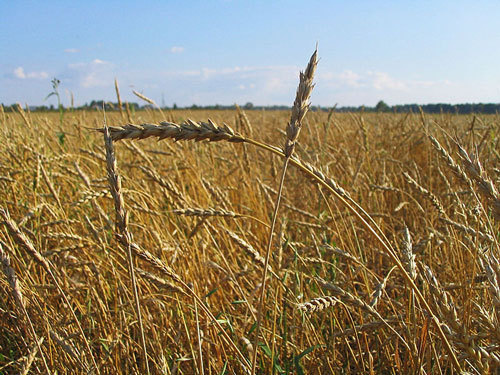 Пшеничное поле. Фото с сайта http://ru.wikipedia.org