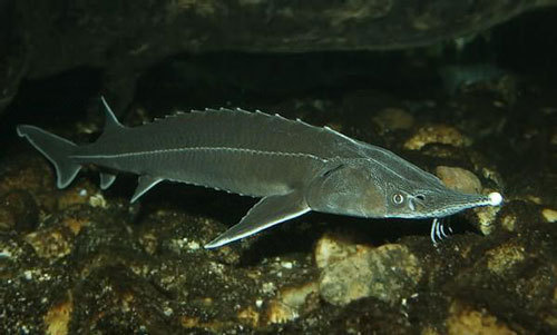 Стерлядь, семейство осетровых рыб. Фото с сайта http://ru.wikipedia.org