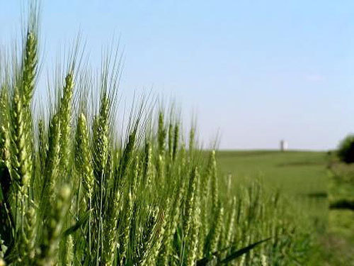Озимая пшеница. Фото с сайта www.uswheat.ru