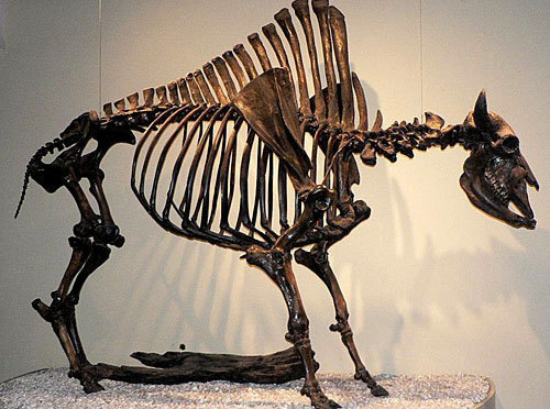 Скелет древнего бизона. Фото с сайта http://en.wikipedia.org