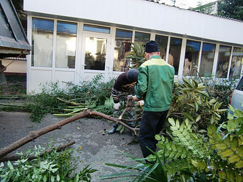Вырубка многолетних деревьев и кустарников на улице Островского в Сочи. Фото "Кавказского Узла"