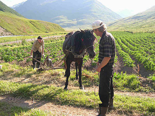 Северная Осетия, Алагирский район. Крестьяне из горного селения Бад на вспашке земли. Фото "Кавказского Узла"