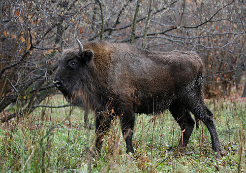 Зубр в Северо-Осетинском природном заповеднике, ноябрь 2009 года. Фото "Кавказского Узла"
