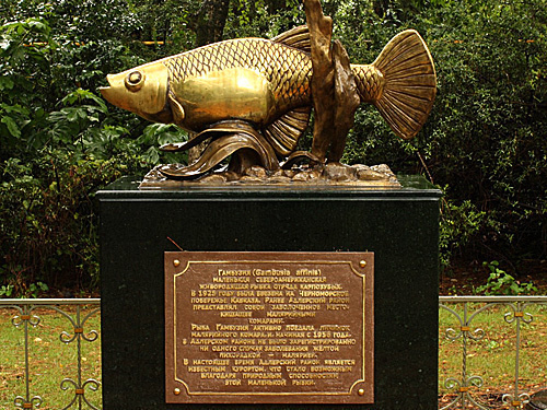 Памятник рыбке гамбузии в поселке Адлер. 25 июня 2010 года. Фото "Кавказского Узла"