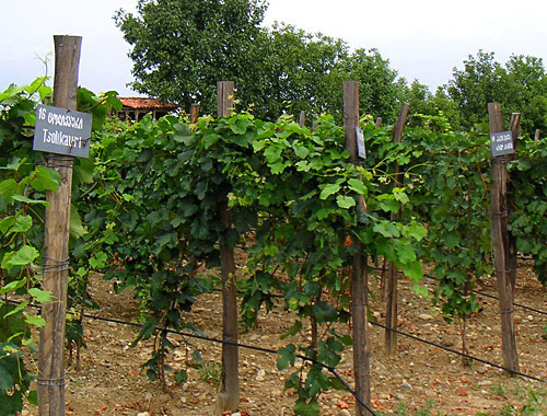 Виноградник в Кахетии (Грузия). Фото с сайта http://ru.wikipedia.org