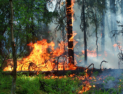 Лесной пожар. Фото с сайта www.aviales-rkomi.ru