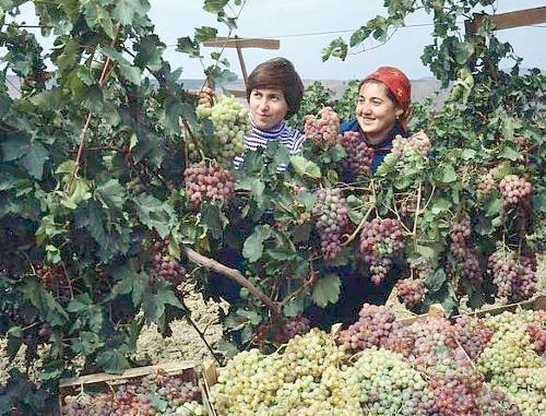 Дагестан. Молодежь работает на винограднике. 1980-е - 1990-е гг. Фото с официального сайта Президента Республики Дагестан www.president.e-dag.ru