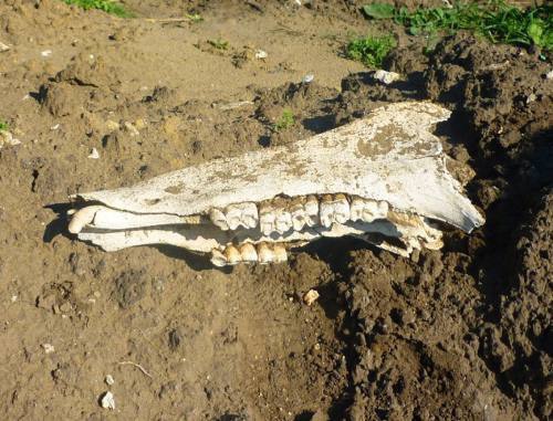 Череп неизвестного животного, найденный в Заюковском некрополе в КБР. Фото Виктора Котлярова