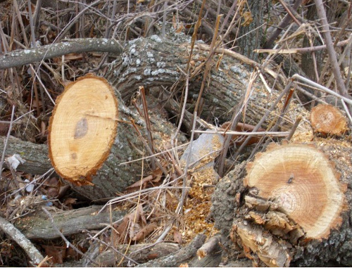 Следы вырубки деревьев, обнаруженные активистами общественной организации "Велосипед+" в Азатском ущелье. Армения, 6 января 2012 г. Фото со страницы Самвела Ованесяна на Facebook: http://www.facebook.com/samoxsamox