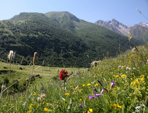 Альпийский луг в ущелье Безенги. КБР, 2010 г. Фото Марзият Холаевой