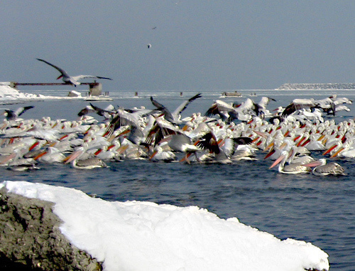 Стая пеликанов в прибрежных водах Махачкалы на территории Морского торгового порта, 13 февраля 2012 г. Фото сделано очевидцами