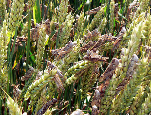 Саранча на зеленых колосьях пшеницы в Левокумском районе. Фото: Надежда Бабенко,  http://www.stapravda.ru