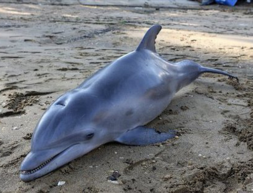 Молодой дельфин, погибший в Цемесской бухте, на центральном городском пляже Новороссийска. Май 2011 г. Фото: "Новороссийский рабочий", www.novorab.ru