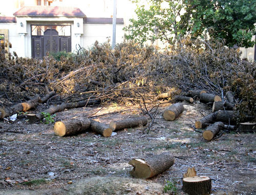 Вырубленные деревья в парке ветеранов Афганистана. Дагестан, Махачкала, август 2012  г. Фото Тимура Исаева для "Кавказского узла"