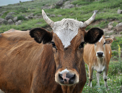 Коровы на пастбище, Армения. Фото: Nina Stössinger, http://www.flickr.com/photos/ninastoessinger/3816858451