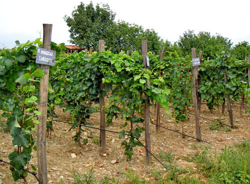 Виноградник в Кахети, Грузия. http://ru.wikipedia.org