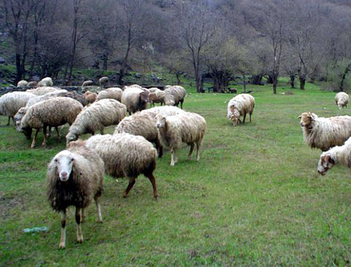 Стадо овец на пастбище в Мардакертском районе Нагорного Карабаха. Фото Альберта Восканяна, http://www.kavkaz-uzel.ru/blogs/929