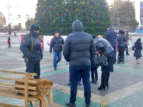 Площадь Ленина в Махачкале. Дагестан, 28 декабря 2012 г. Фото Ахмеда Магомедова для "Кавказского узла"
