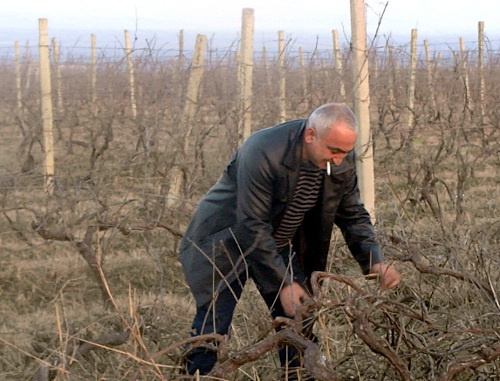 Житель села Вазисубани Вано Иашвили выкорчевывает сухую лозу на своем винограднике. Грузия, Алазанская долина, 18 января 2013 г. Фото Беслана Кмузова для "Кавказского узла"
