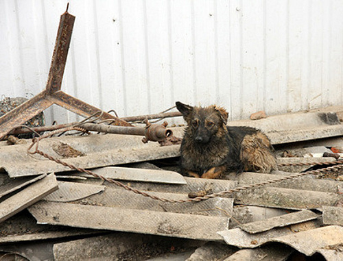 Бездомная собака. Фото: Андрей Помидорров/Югополис, http://www.yugopolis.ru/