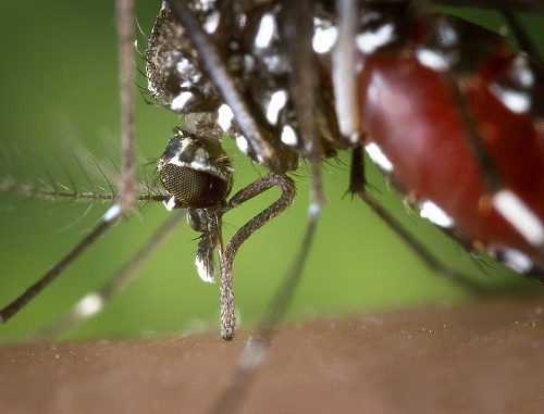 Комар рода Aedes albopictus («азиатский тигр»), переносчик вируса Западного Нила. Фото:  Centers for Disease Control and Prevention, http://phil.cdc.gov/phil/details.asp?pid=2168