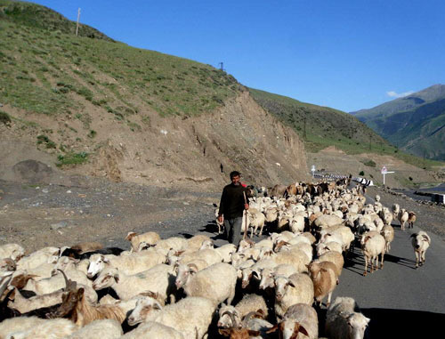 Перегон овец. Рутульский район, Дагестан. Фото http://www.odnoselchane.ru/