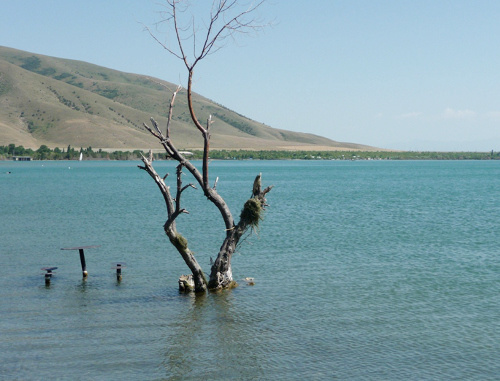 Затопленная растительность у берегов озера Севан. 2010 год. Фото Армине Мартиросян