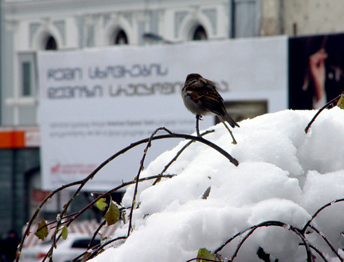 Снег в Тбилиси. Фото Михаила Ростомашвили.