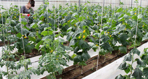 Выращивание овощей в теплице. Фото: Министерство сельского хозяйства и продовольствия Республики Дагестан http://mcxrd.ru/